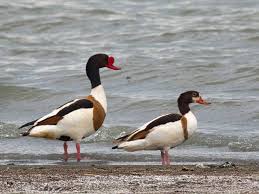 Attēlu rezultāti vaicājumam “Tadorna tadorna male”