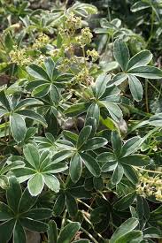 Attēlu rezultāti vaicājumam “Alchemilla subcrenata”