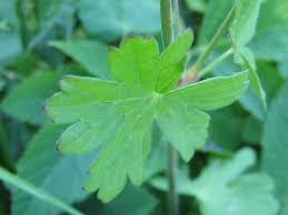 Attēlu rezultāti vaicājumam “Geranium pyrenaicum leaf”