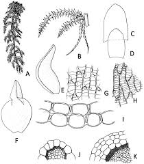 Attēlu rezultāti vaicājumam “Sphagnum squarrosum”