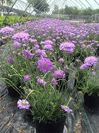 Image result for Scabiosa col.`Butterfly Blue`