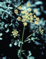 Image result for Pastinaca sativa
