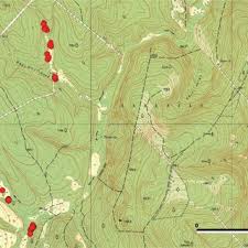 Attēlu rezultāti vaicājumam “Poa remota”