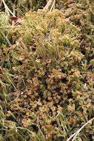 Attēlu rezultāti vaicājumam “Cladonia ramulosa”