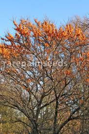 Attēlu rezultāti vaicājumam “Hippophae rhamnoides leaf”
