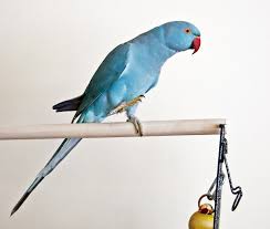 Image result for Psittacula krameri