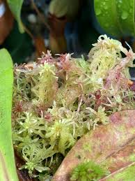 Attēlu rezultāti vaicājumam “Sphagnum teres”