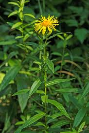Attēlu rezultāti vaicājumam “Inula salicina leaf”