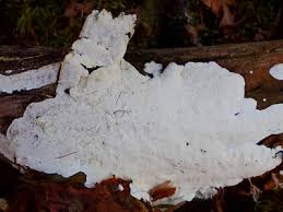 Attēlu rezultāti vaicājumam “Cinereomyces lindbladii”