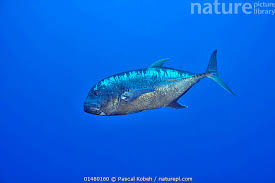 Image result for Caranx ignobilis