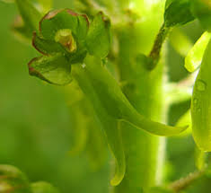 Attēlu rezultāti vaicājumam “Listera ovata”