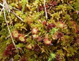 Attēlu rezultāti vaicājumam “Drosera rotundifolia fruit”