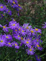 Image result for Aster amellus