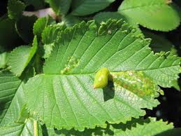 Attēlu rezultāti vaicājumam “Tetraneura ulmi”