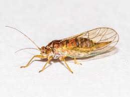 Attēlu rezultāti vaicājumam “Psylla alni”