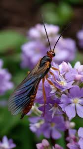 Attēlu rezultāti vaicājumam “Tenthredo scrophulariae”