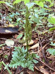 Attēlu rezultāti vaicājumam “Botrychium multifidum”