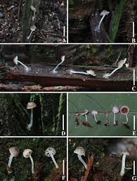 Attēlu rezultāti vaicājumam “Porotheleum fimbriatum”