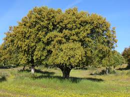Attēlu rezultāti vaicājumam “Euphydrias aurinia underside”