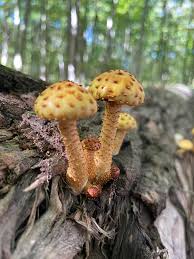 Attēlu rezultāti vaicājumam “Pholiota aurivella”