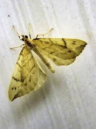 Attēlu rezultāti vaicājumam “Eulithis pyraliata”