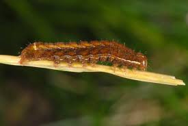 Attēlu rezultāti vaicājumam “Diarsia brunnea”