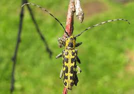 Attēlu rezultāti vaicājumam “Saperda scalaris”