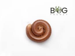 Attēlu rezultāti vaicājumam “Diplopoda”