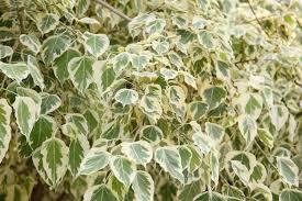 Attēlu rezultāti vaicājumam “Euonymus”