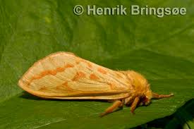 Attēlu rezultāti vaicājumam “Hepialus humuli male”