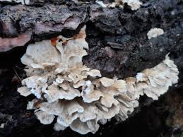 Attēlu rezultāti vaicājumam “Postia ptychogaster”