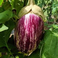 Afbeeldingsresultaat voor fengyuan purple eggplant