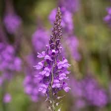 Image result for Linaria purpurea