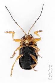 Attēlu rezultāti vaicājumam “Cryptocephalus pusillus”