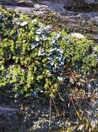 Attēlu rezultāti vaicājumam “Dicranum montanum”