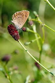 Attēlu rezultāti vaicājumam “Maculinea teleius”