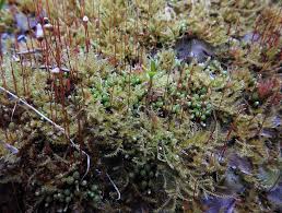Attēlu rezultāti vaicājumam “Bryum funkii”