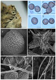 Attēlu rezultāti vaicājumam “Didymium sp.”