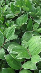 Attēlu rezultāti vaicājumam “Polygonatum odoratum”