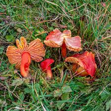 Attēlu rezultāti vaicājumam “Protostropharia alcis”