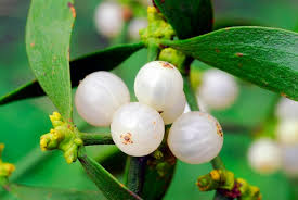 Attēlu rezultāti vaicājumam “Viscum album”