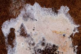 Attēlu rezultāti vaicājumam “Skeletocutis odora”