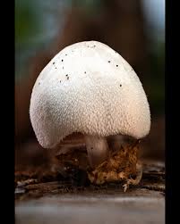 Attēlu rezultāti vaicājumam “Volvariella bombycina”