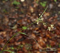 Attēlu rezultāti vaicājumam “Luzula luzuloides”