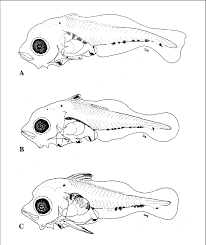 Image result for Lutjanus campechanus