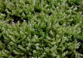 Attēlu rezultāti vaicājumam “Calliergonella lindbergii”