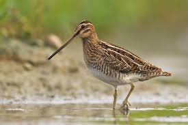 Image result for Gallinago media