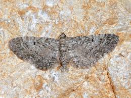 Attēlu rezultāti vaicājumam “Eupithecia pusillata”