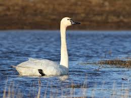 Attēlu rezultāti vaicājumam “Cygnus columbianus”