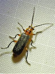 Attēlu rezultāti vaicājumam “Cantharis figurata”